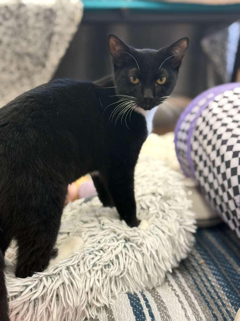 Enlarge Boo, a ADOPTABLE Domestic Short Hair in Miami Beach, FL image 5/6