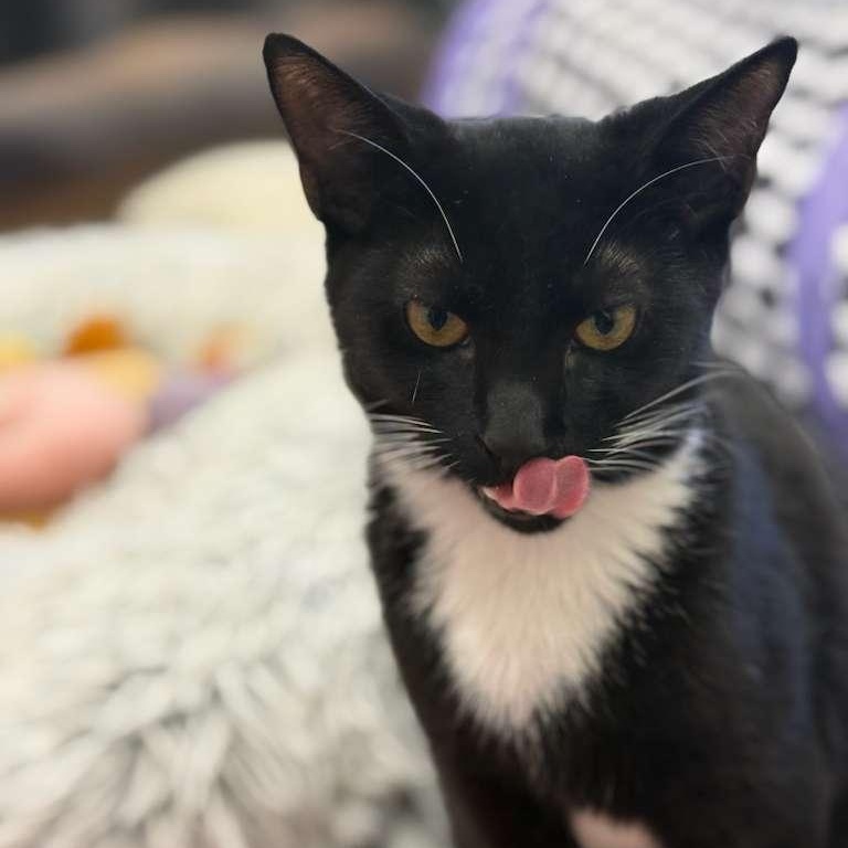 Enlarge Boo, a ADOPTABLE Domestic Short Hair in Miami Beach, FL image 4/6