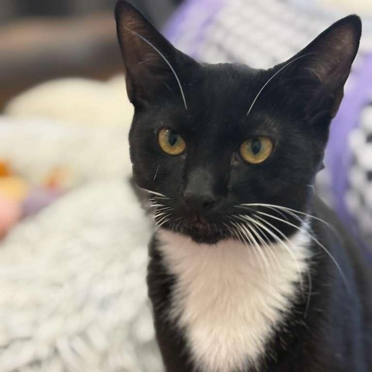 Enlarge Boo, a ADOPTABLE Domestic Short Hair in Miami Beach, FL image 2/6