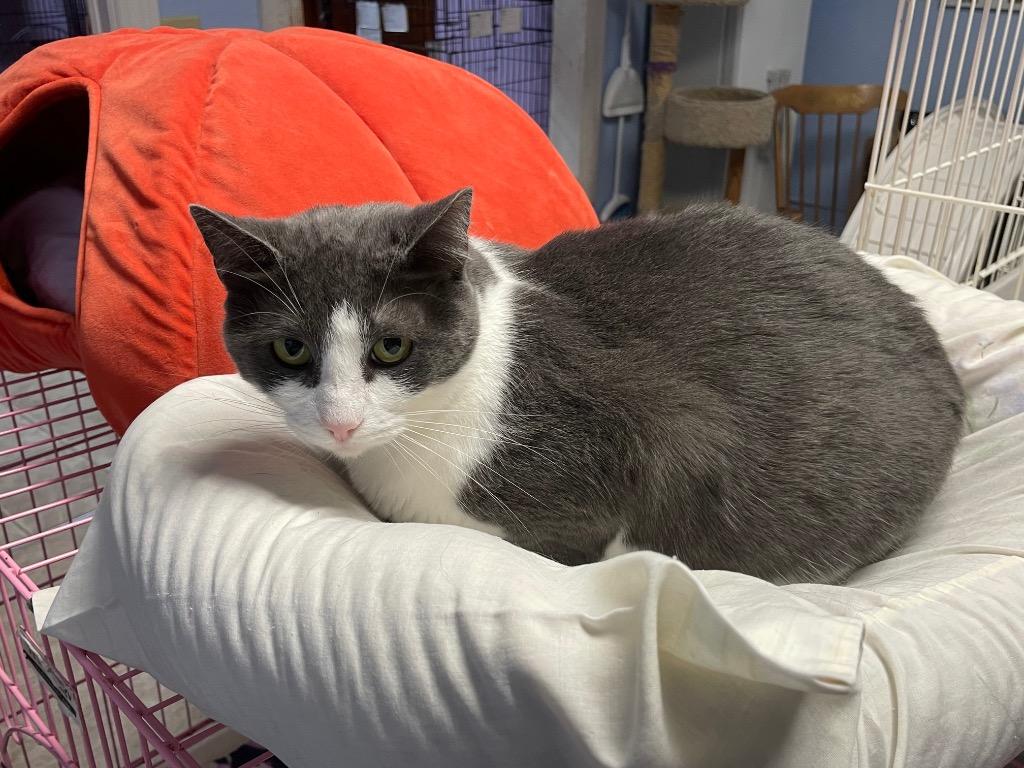 Mama2Tone, Adoptable, Adult Female Domestic Short Hair.