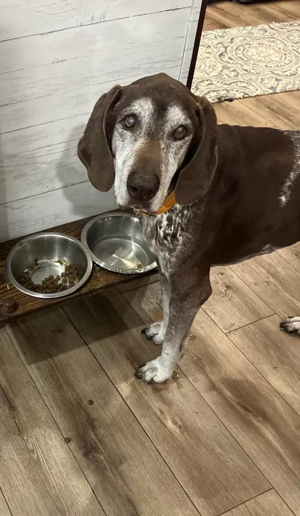 Enlarge Ben, an adopted German Shorthaired Pointer in Ingleside, IL image 3/6