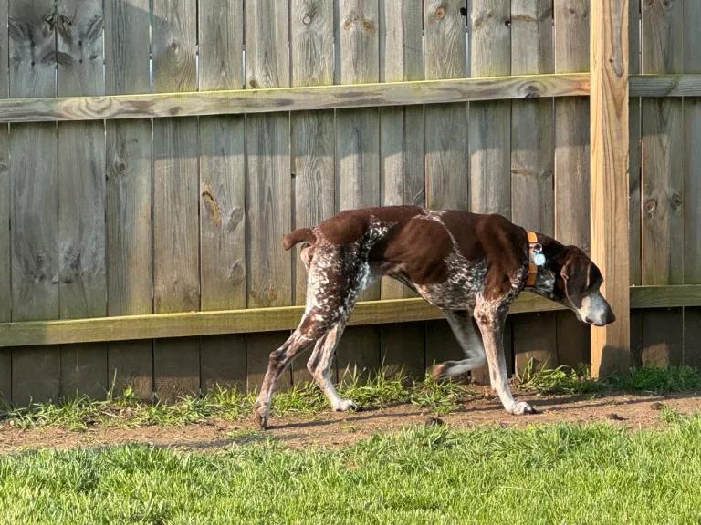 Enlarge Ben, an adopted German Shorthaired Pointer in Ingleside, IL image 4/6