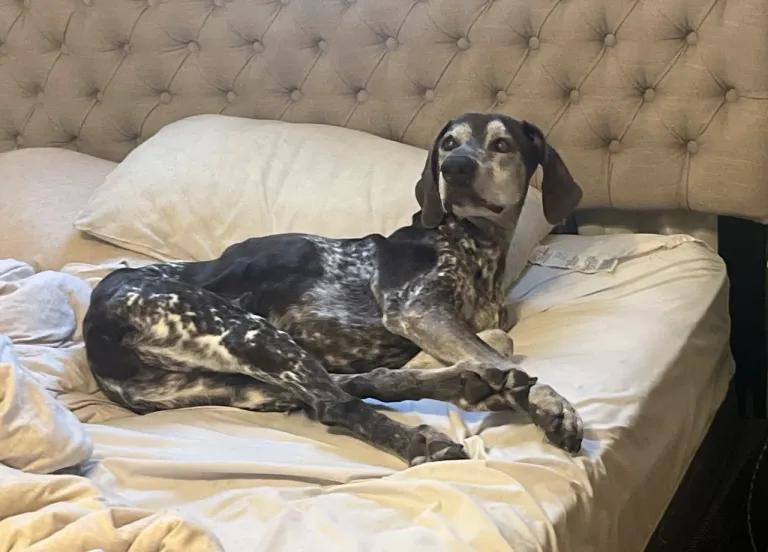 Enlarge Ben, an adopted German Shorthaired Pointer in Ingleside, IL image 5/6