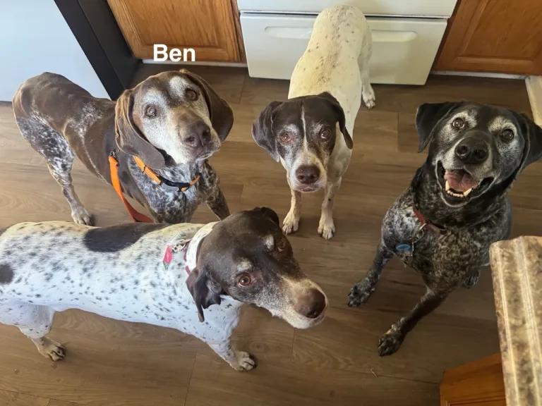 Enlarge Ben, an adopted German Shorthaired Pointer in Ingleside, IL image 6/6
