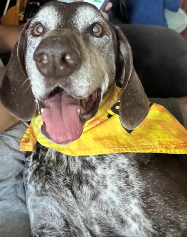 Enlarge Ben, an adopted German Shorthaired Pointer in Ingleside, IL image 2/6