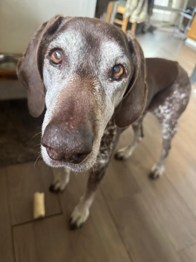 Ben, adopted, Senior Male German Shorthaired Pointer.