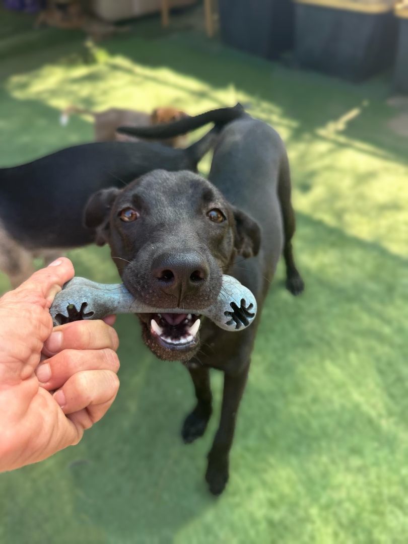 Dog for adoption Biscuit, a Mixed Breed in Sacramento, CA Petfinder