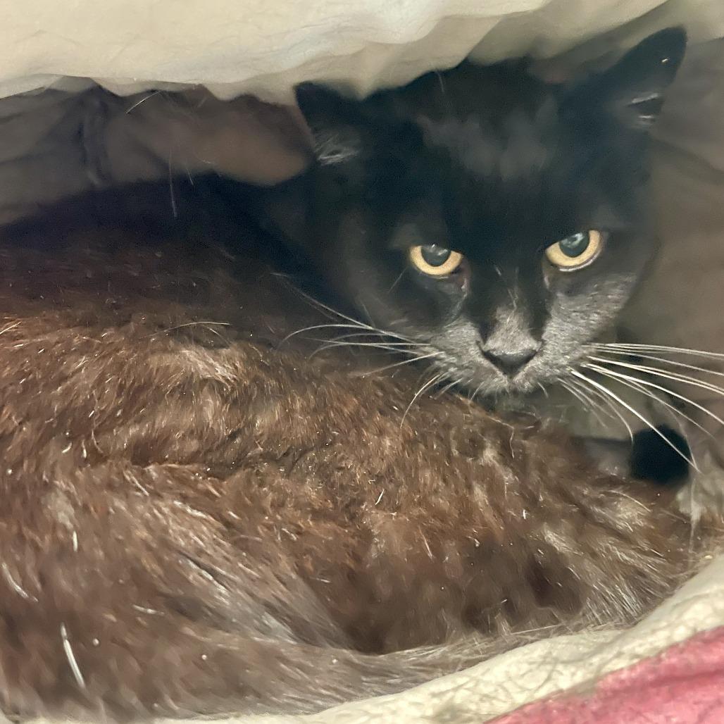 Lily, Adoptable, Senior Female Domestic Short Hair.