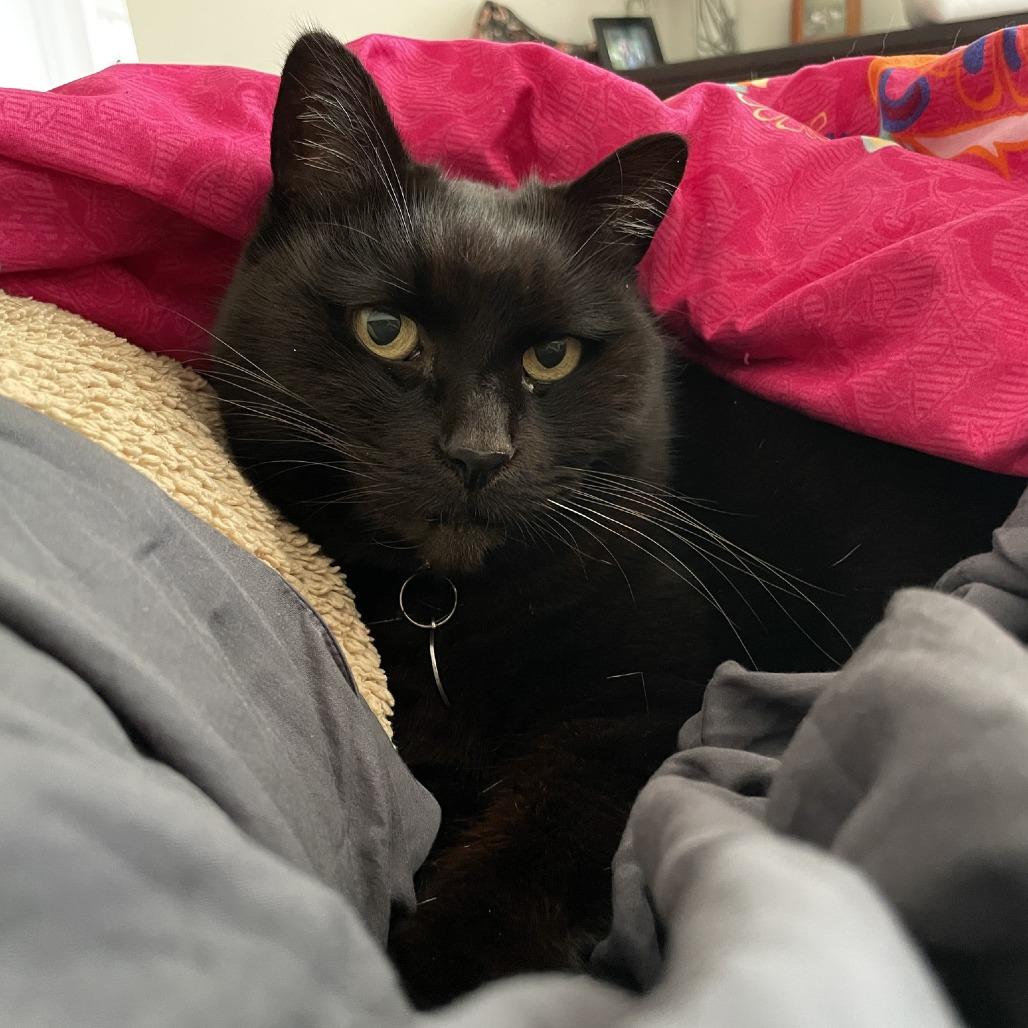 Enlarge Lily, a Adoptable Domestic Short Hair in Santa Barbara, CA image 3/4