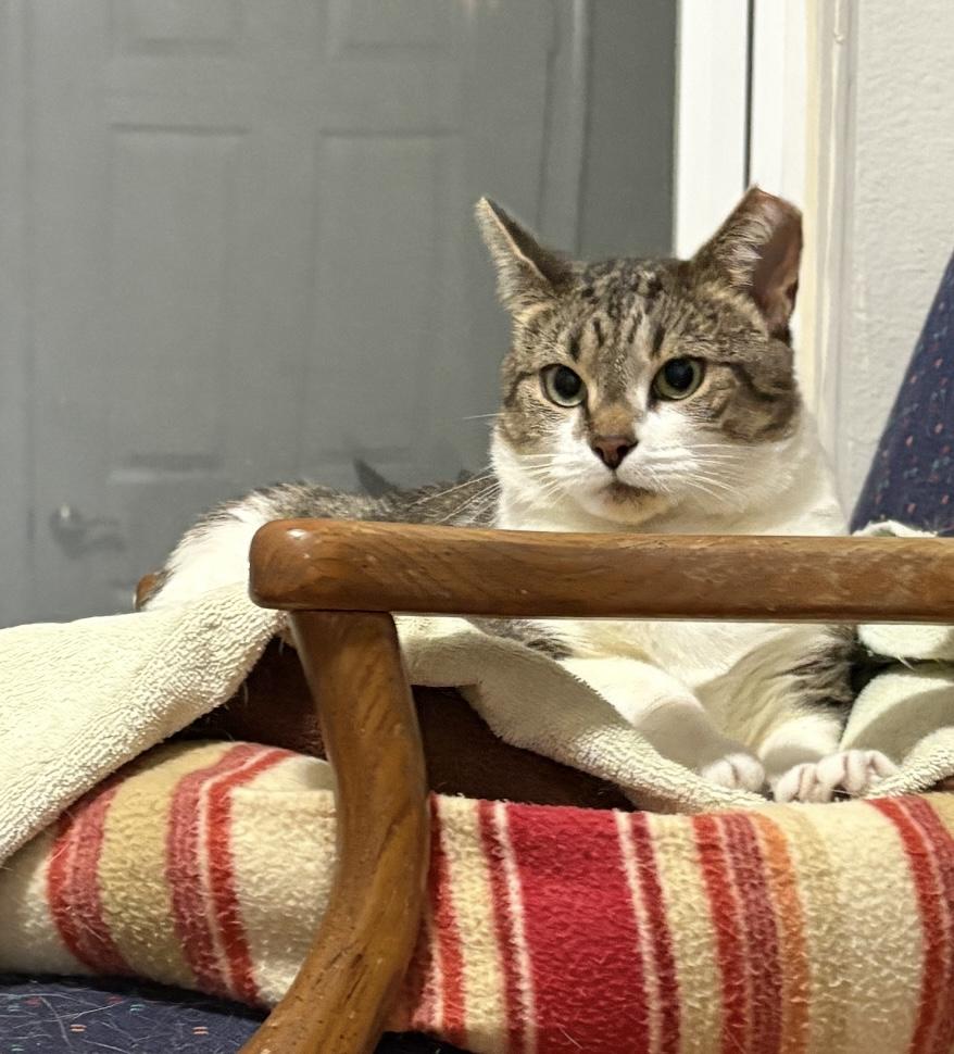 Enlarge Vanessa, a Adoptable Domestic Short Hair in Alexandria, VA image 5/6