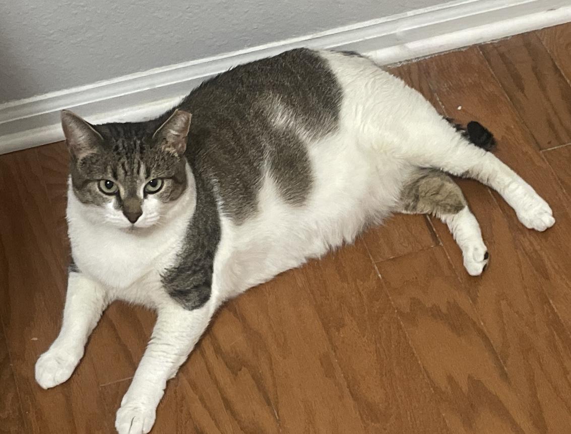 Vanessa, Adoptable, Adult Female Domestic Short Hair.