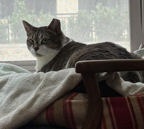 Enlarge Vanessa, a Adoptable Domestic Short Hair in Alexandria, VA image 3/6