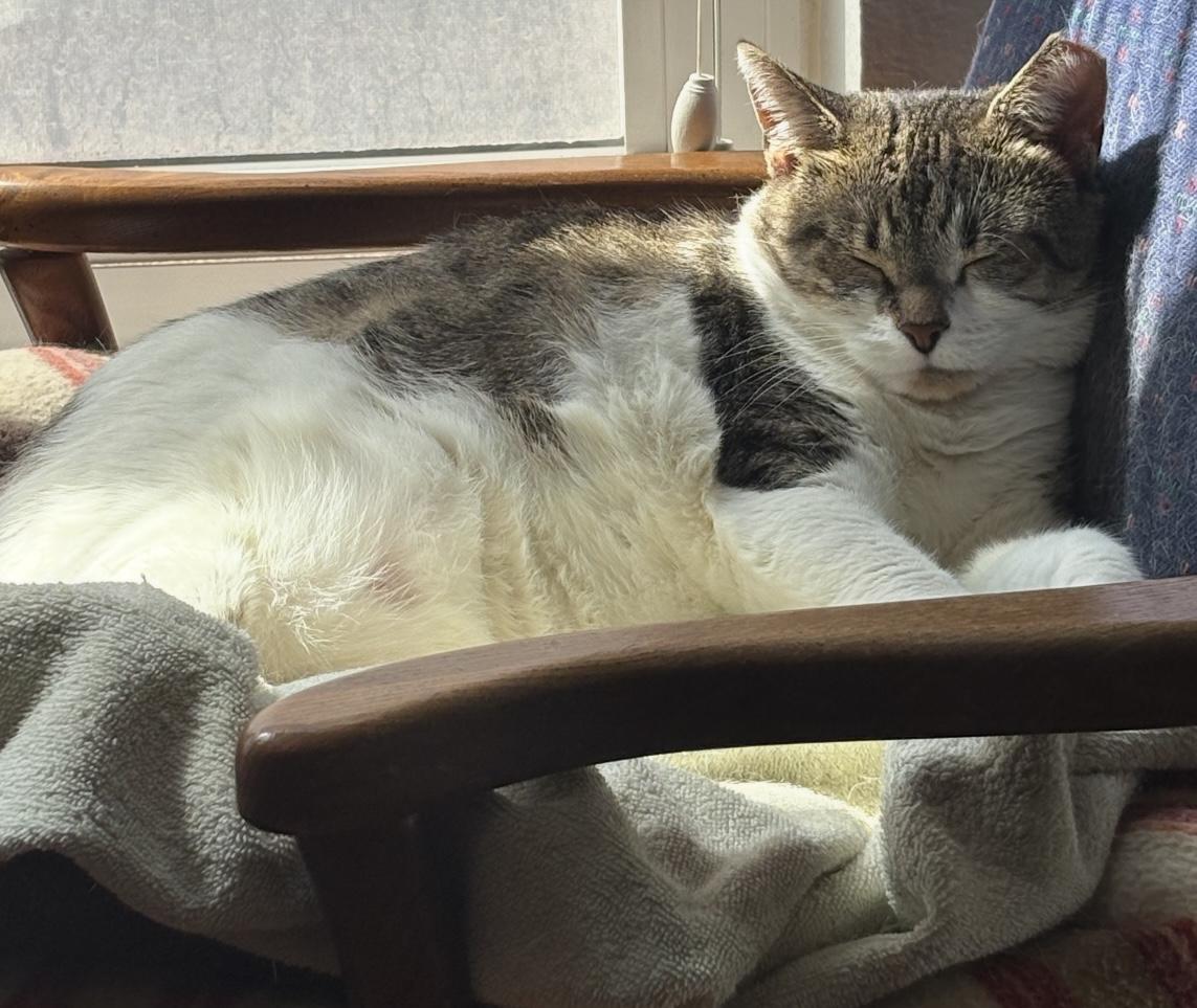 Enlarge Vanessa, a Adoptable Domestic Short Hair in Alexandria, VA image 4/6