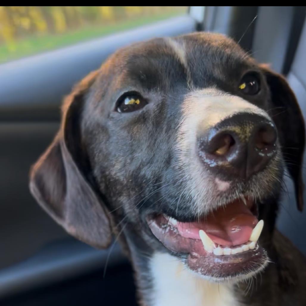 Penelope, Adoptable, Young Female Mixed Breed.