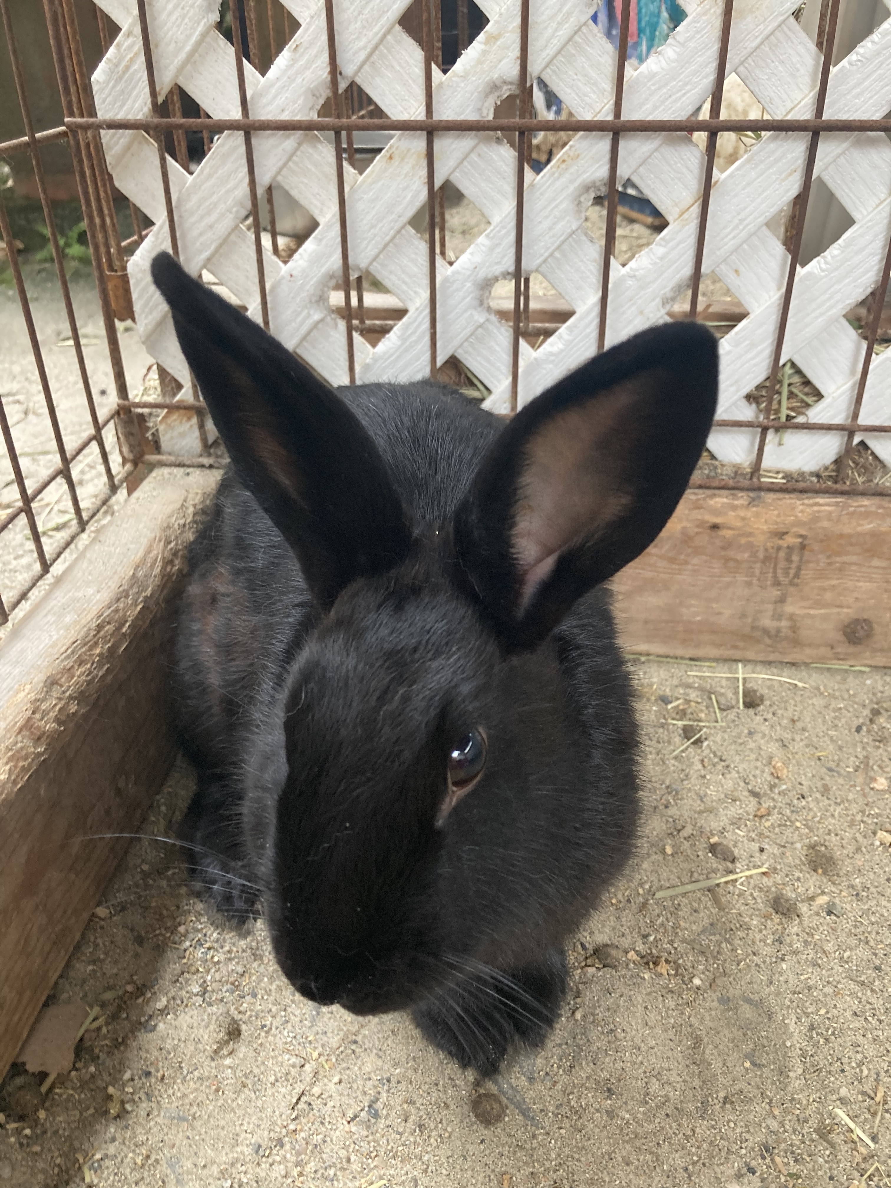 Patrick & Haley (Vancouver), Adoptable, Adult Female Bunny Rabbit.