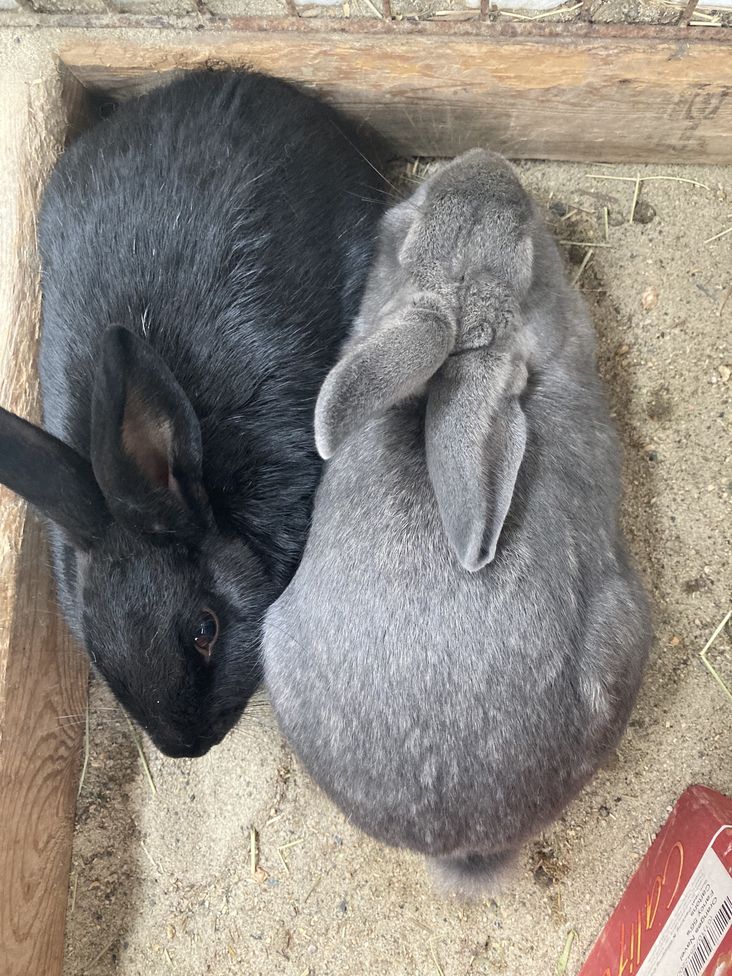 Enlarge Patrick & Haley (Vancouver), a Adoptable Bunny Rabbit in Vancouver, BC image 2/8
