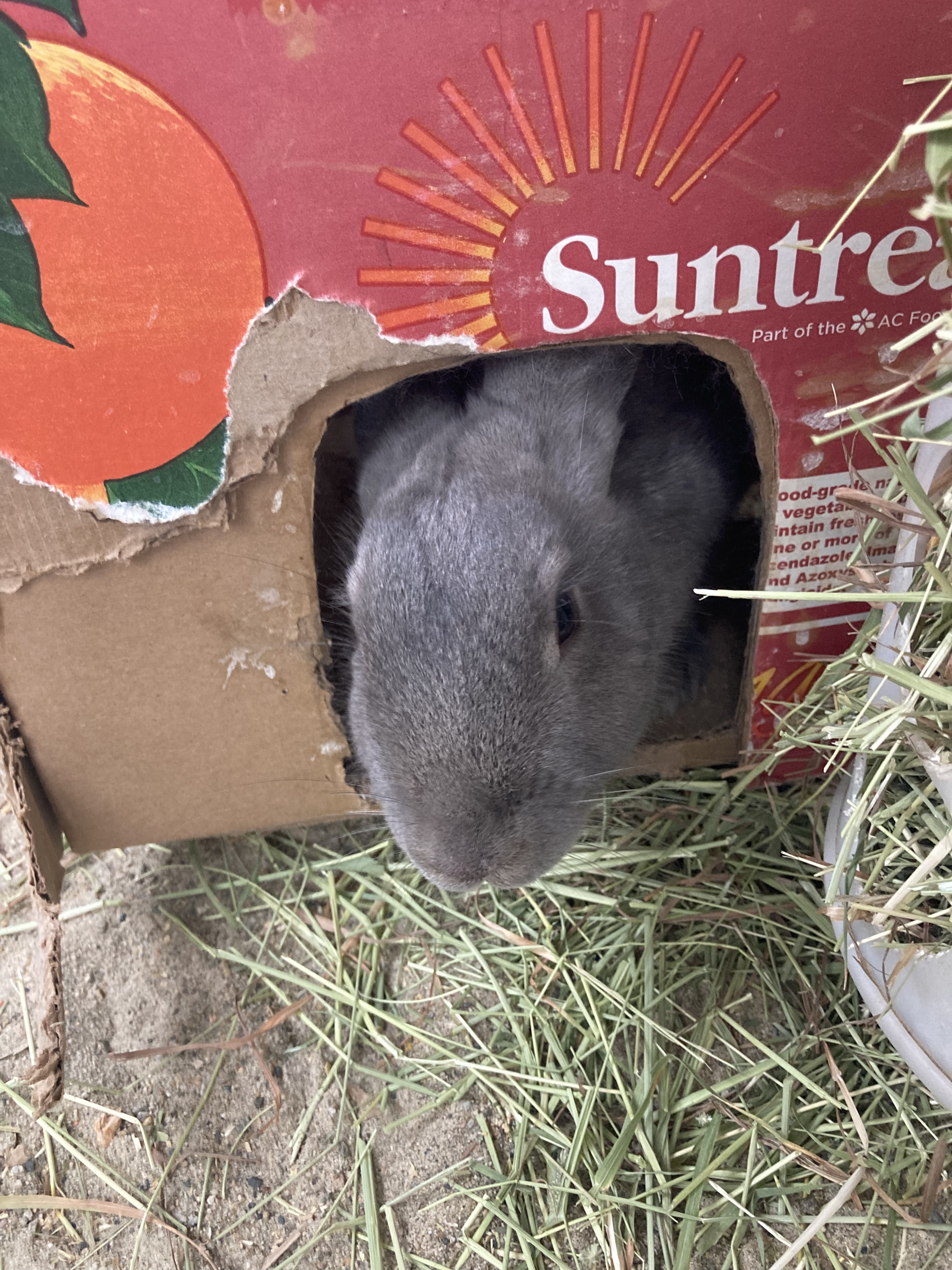 Enlarge Patrick & Haley (Vancouver), a Adoptable Bunny Rabbit in Vancouver, BC image 3/8