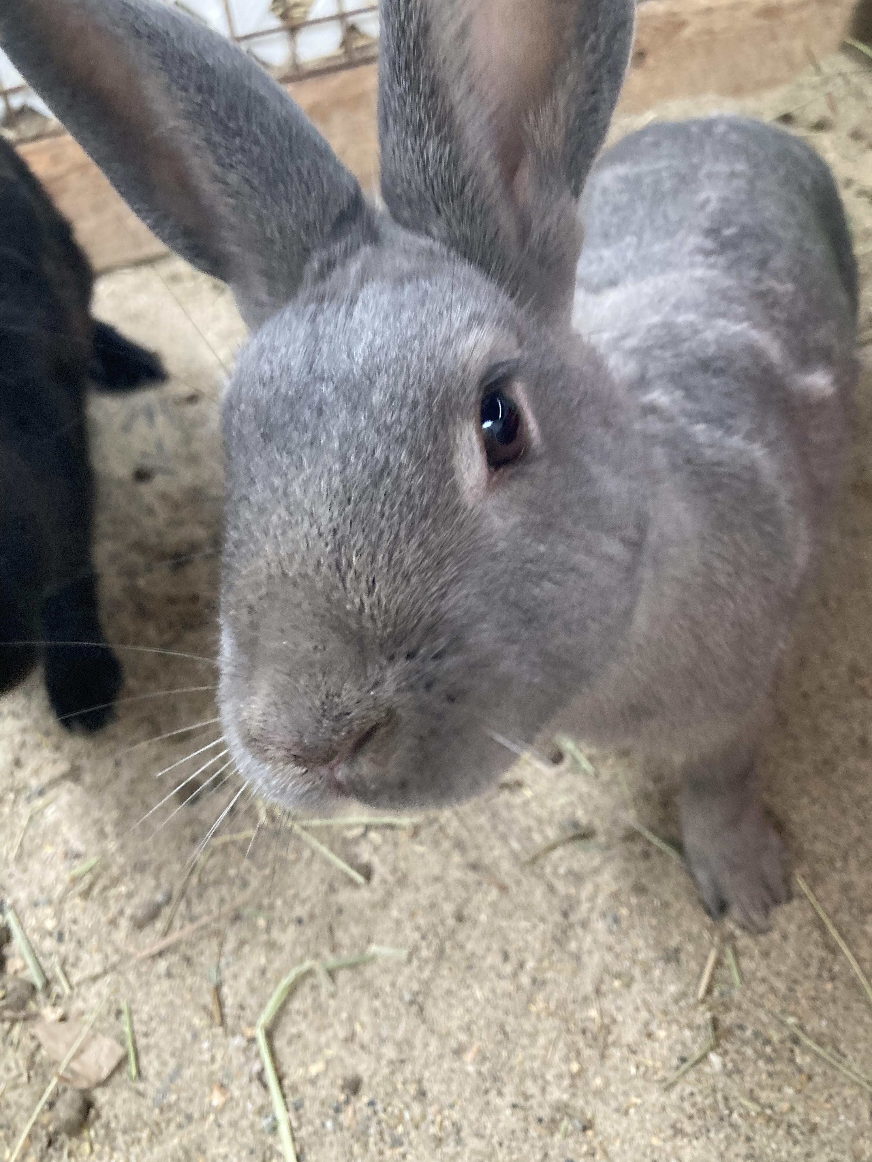 Enlarge Patrick & Haley (Vancouver), a Adoptable Bunny Rabbit in Vancouver, BC image 4/8
