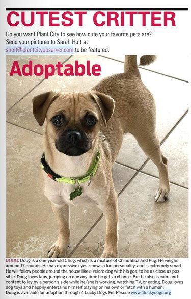 Doug Chug, Adoptable, Young Male Pug & Chihuahua.
