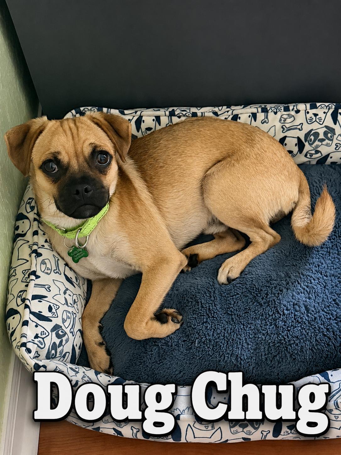 Doug Chug, a Adoptable mixed breed in Valrico, FL image 2/3