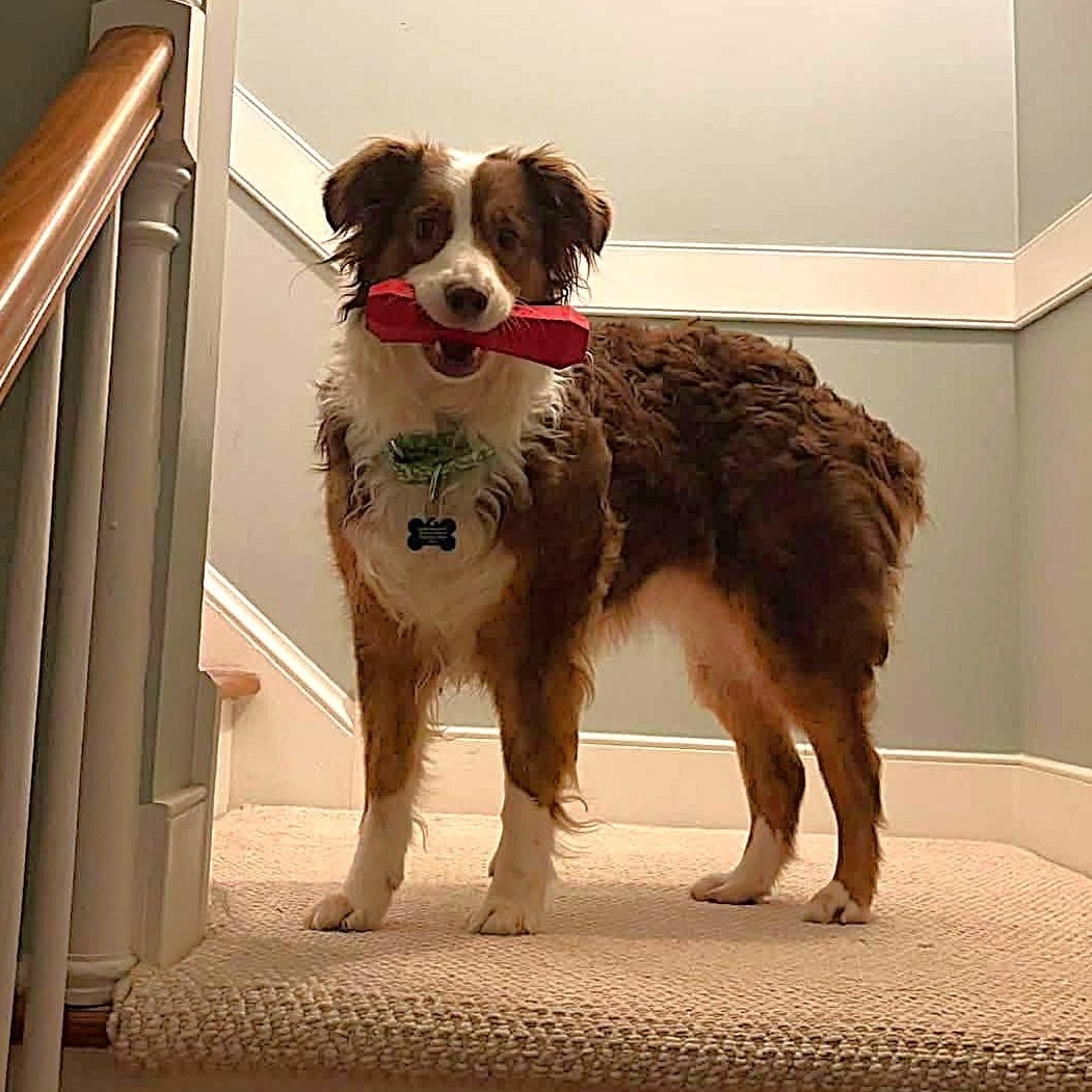 Novella, Adoptable, Adult Female Australian Shepherd.