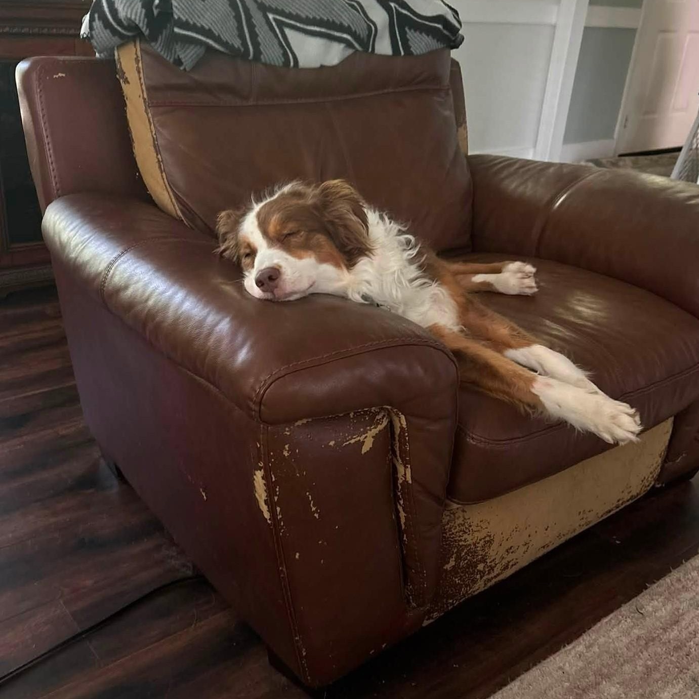 Enlarge Novella, a Adoptable Australian Shepherd in Alexandria, VA image 2/2