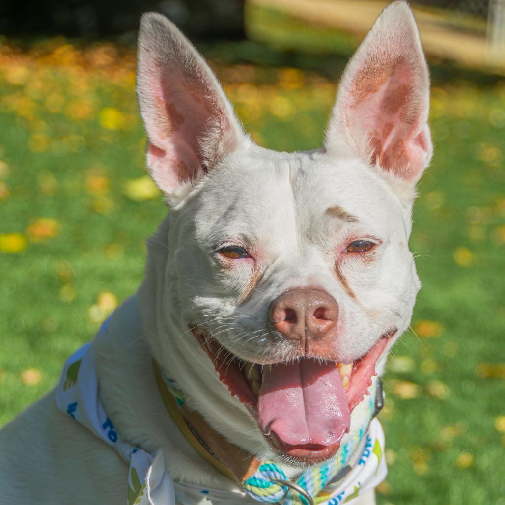 Lani, a Adoptable Mixed Breed in Saint Charles, MO image 1/6