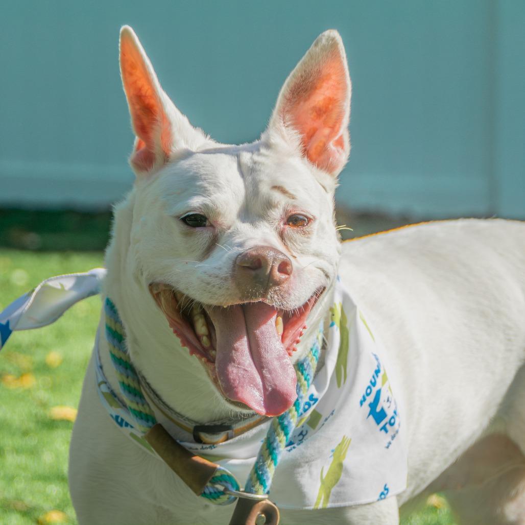 Lani, a Adoptable Mixed Breed in Saint Charles, MO image 2/6