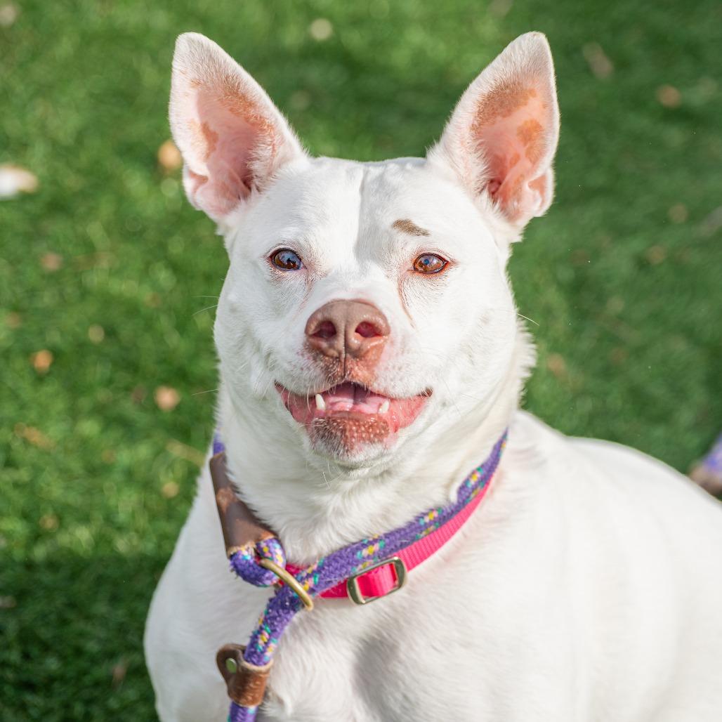 Lani, Adoptable, Adult Female Mixed Breed.