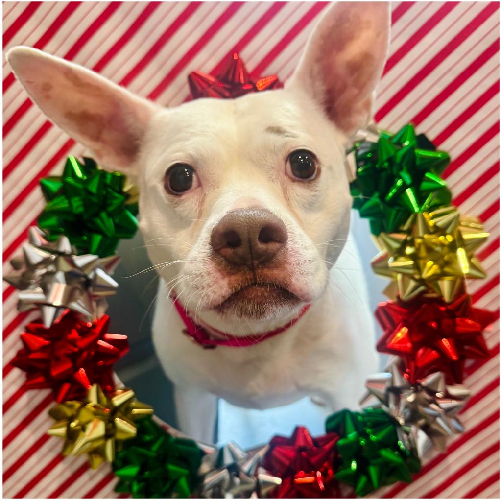 Enlarge Lani, a Adoptable Mixed Breed in Saint Charles, MO image 2/6