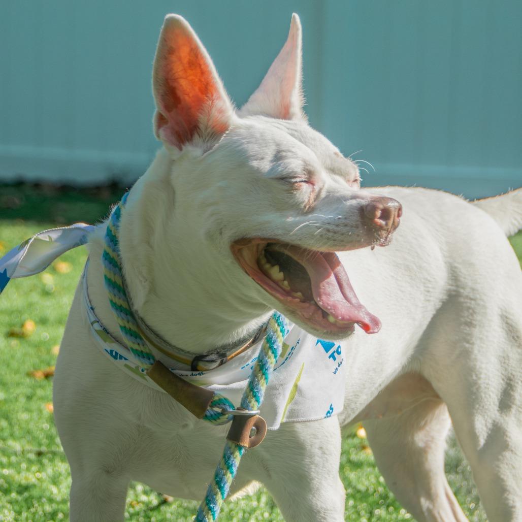Lani, a Adoptable Mixed Breed in Saint Charles, MO image 3/6