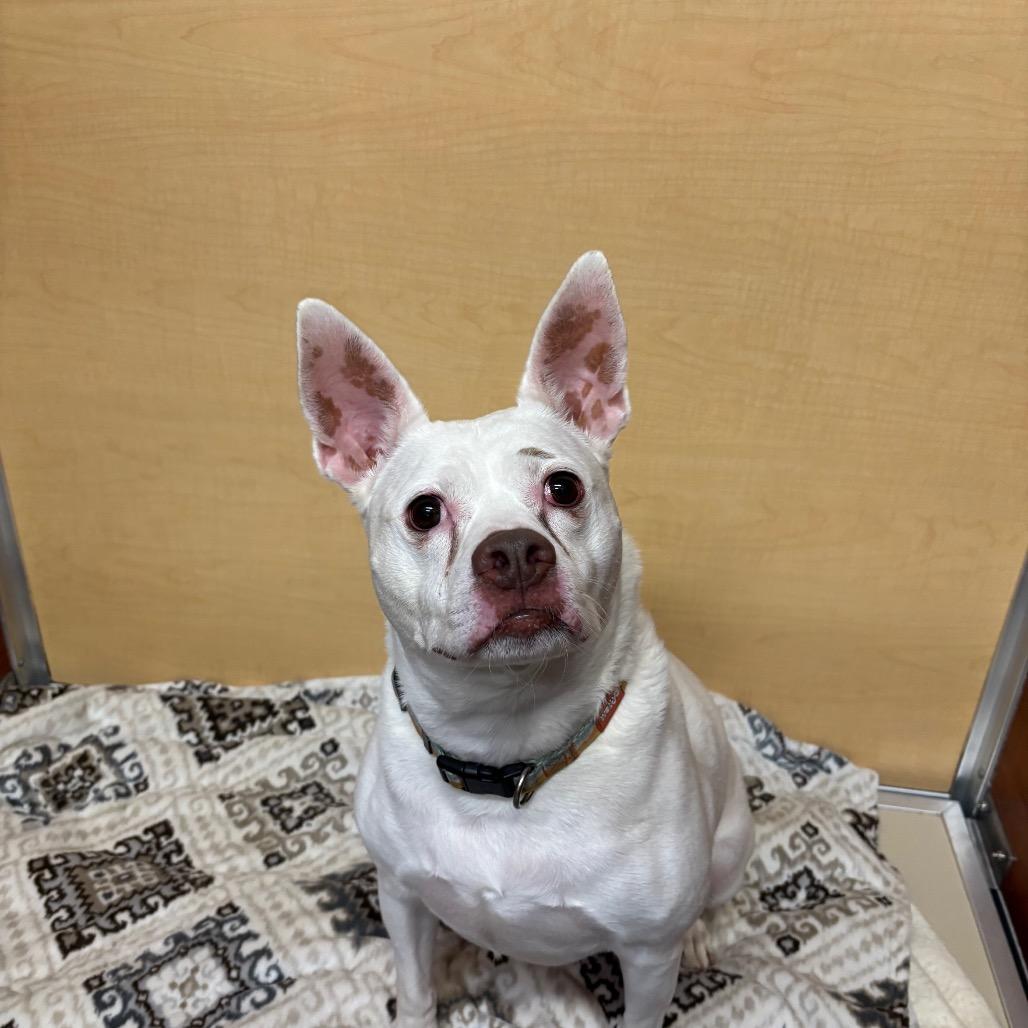 Enlarge Lani, a Adoptable Mixed Breed in Saint Charles, MO image 4/6