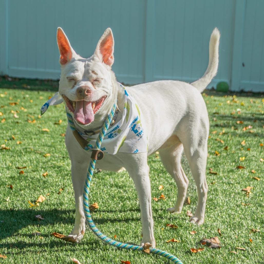Lani, a Adoptable Mixed Breed in Saint Charles, MO image 4/6