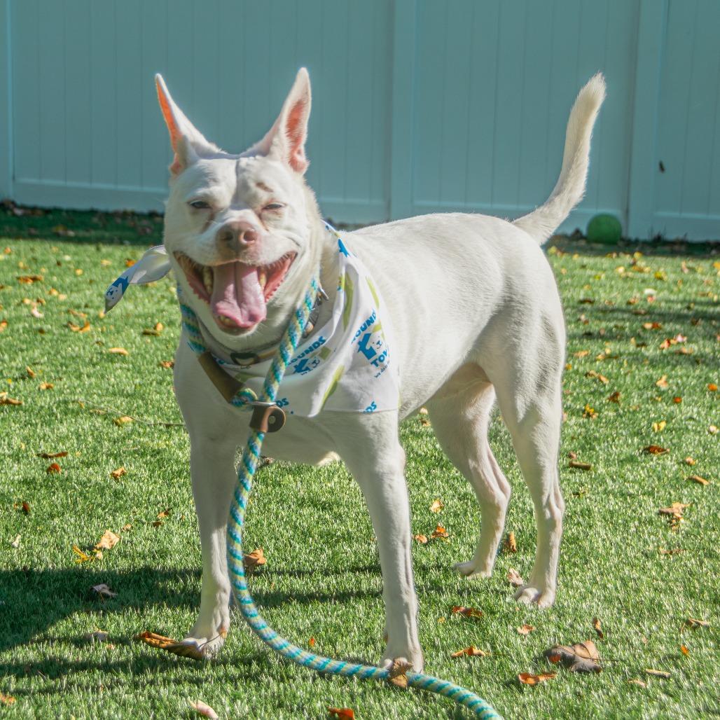 Lani, a Adoptable Mixed Breed in Saint Charles, MO image 5/6