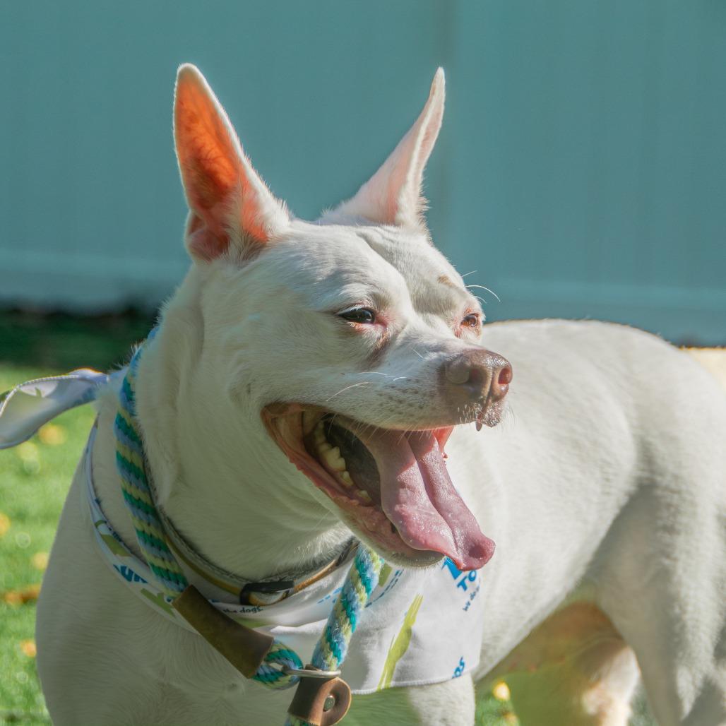 Lani, a Adoptable Mixed Breed in Saint Charles, MO image 6/6