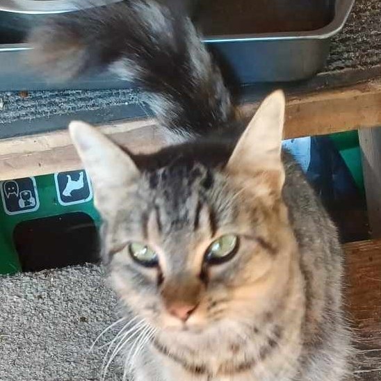 Thelma Lou, Adopted, Young Female Domestic Long Hair & Maine Coon.