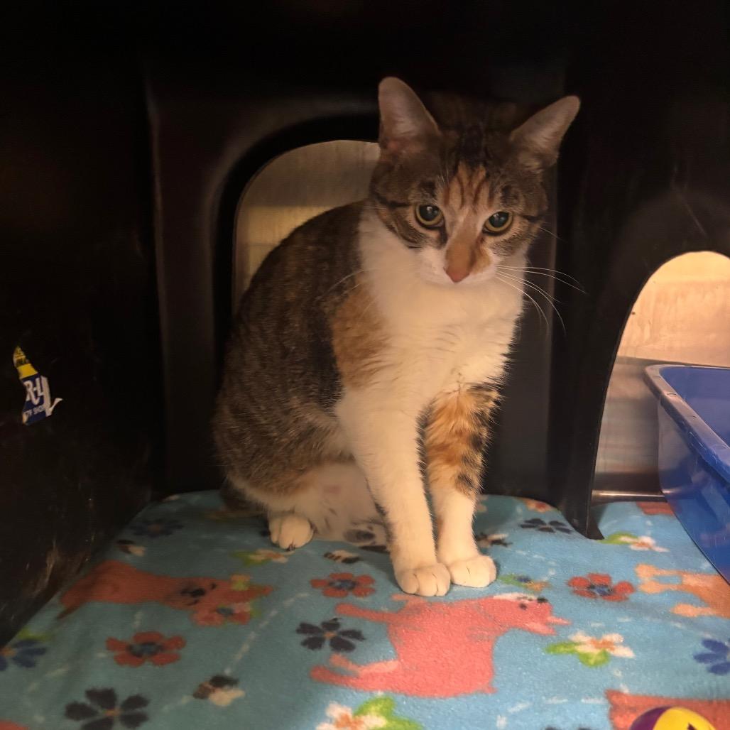 Tiny Girl, Adoptable, Adult Female Domestic Short Hair.