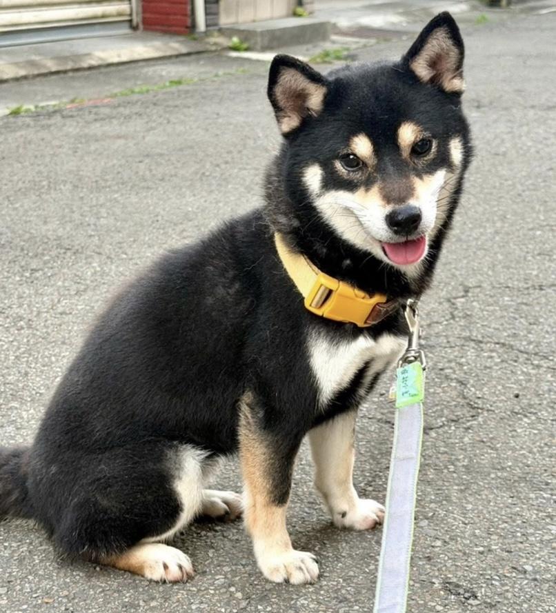 Enlarge Wafuki, a Adoptable Shiba Inu in Vancouver, BC image 1/1