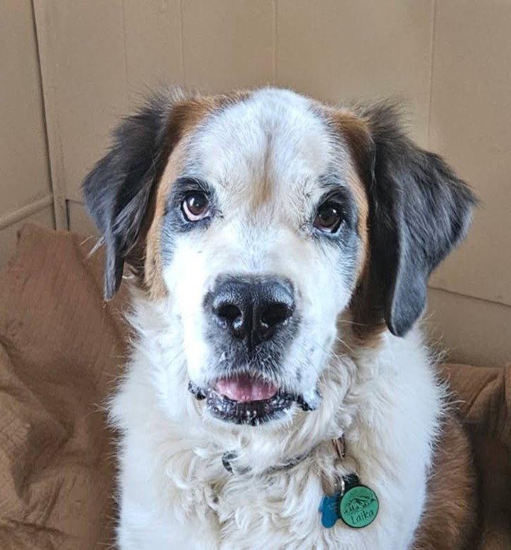 Enlarge Laika, a Adoptable Saint Bernard in Winter Park, CO image 2/2