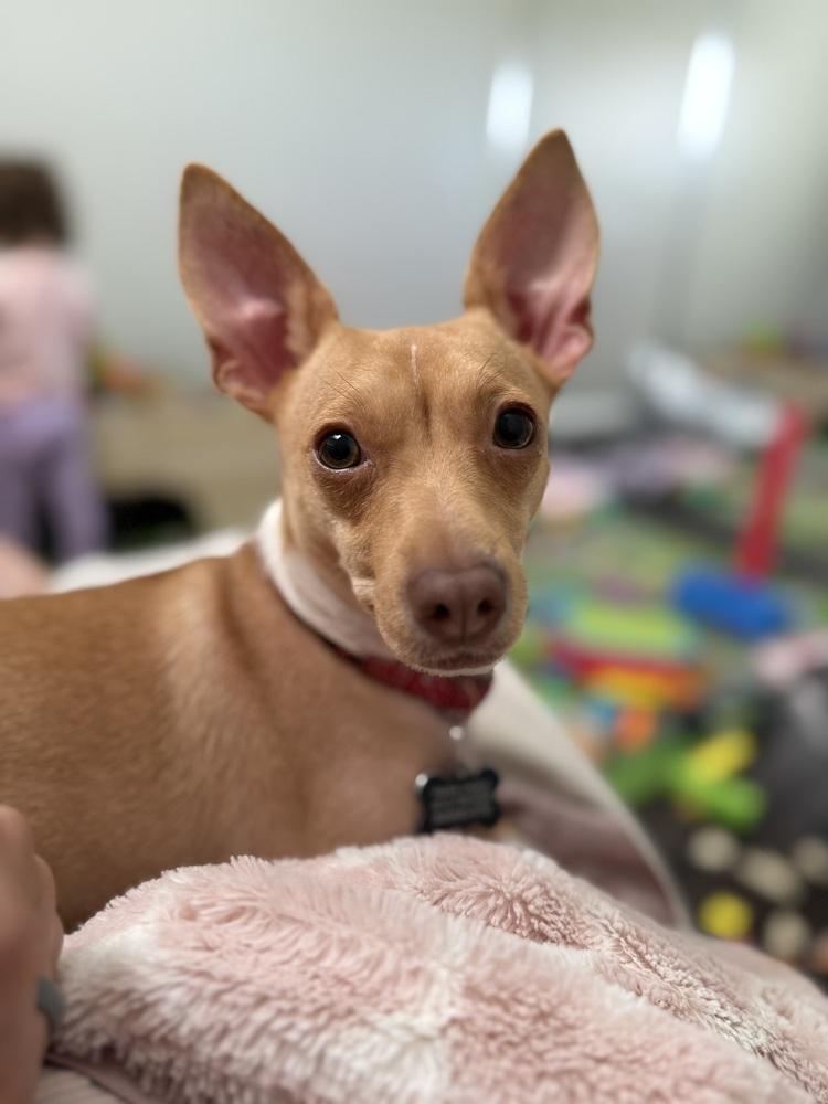 Sage, Adoptable, Adult Female Chihuahua & Dachshund.