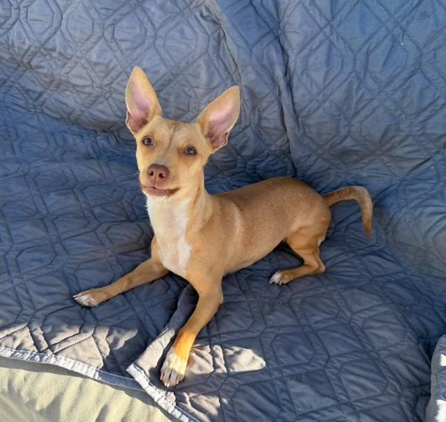 Enlarge Sage, a Adoptable mixed breed in Canyon Country, CA image 2/3