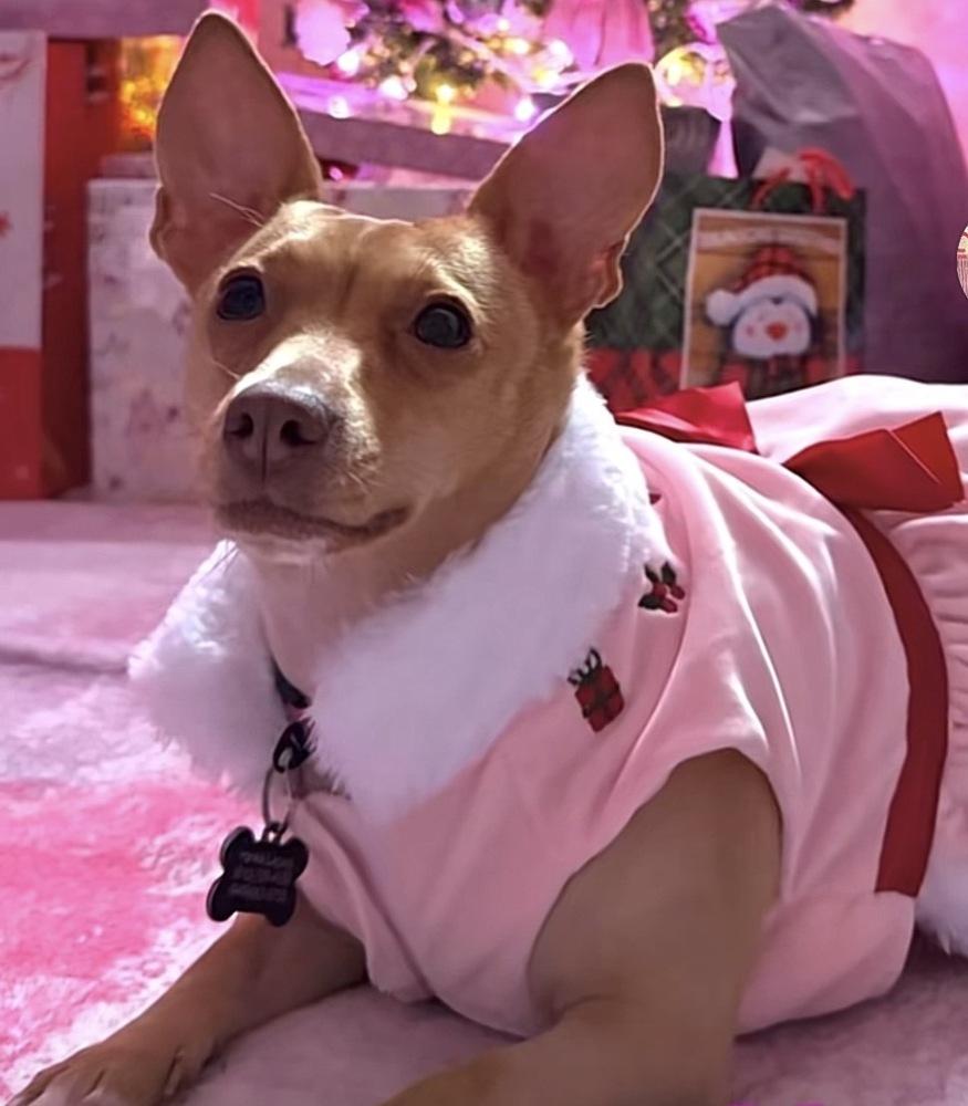 Enlarge Sage, a Adoptable mixed breed in Canyon Country, CA image 3/3