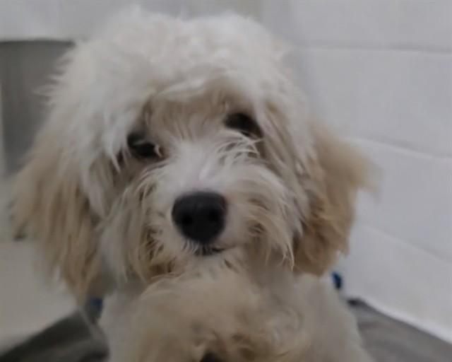 TILLIE, Adoptable, Young Female Maltese.