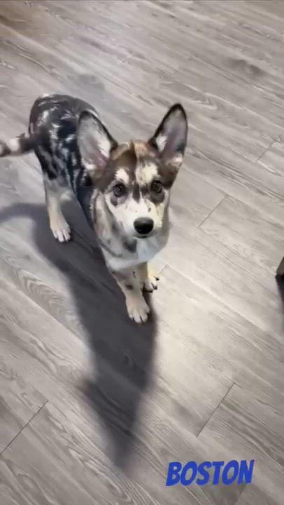 Enlarge Boston, an adopted mixed breed in Joliet, IL video 2/2