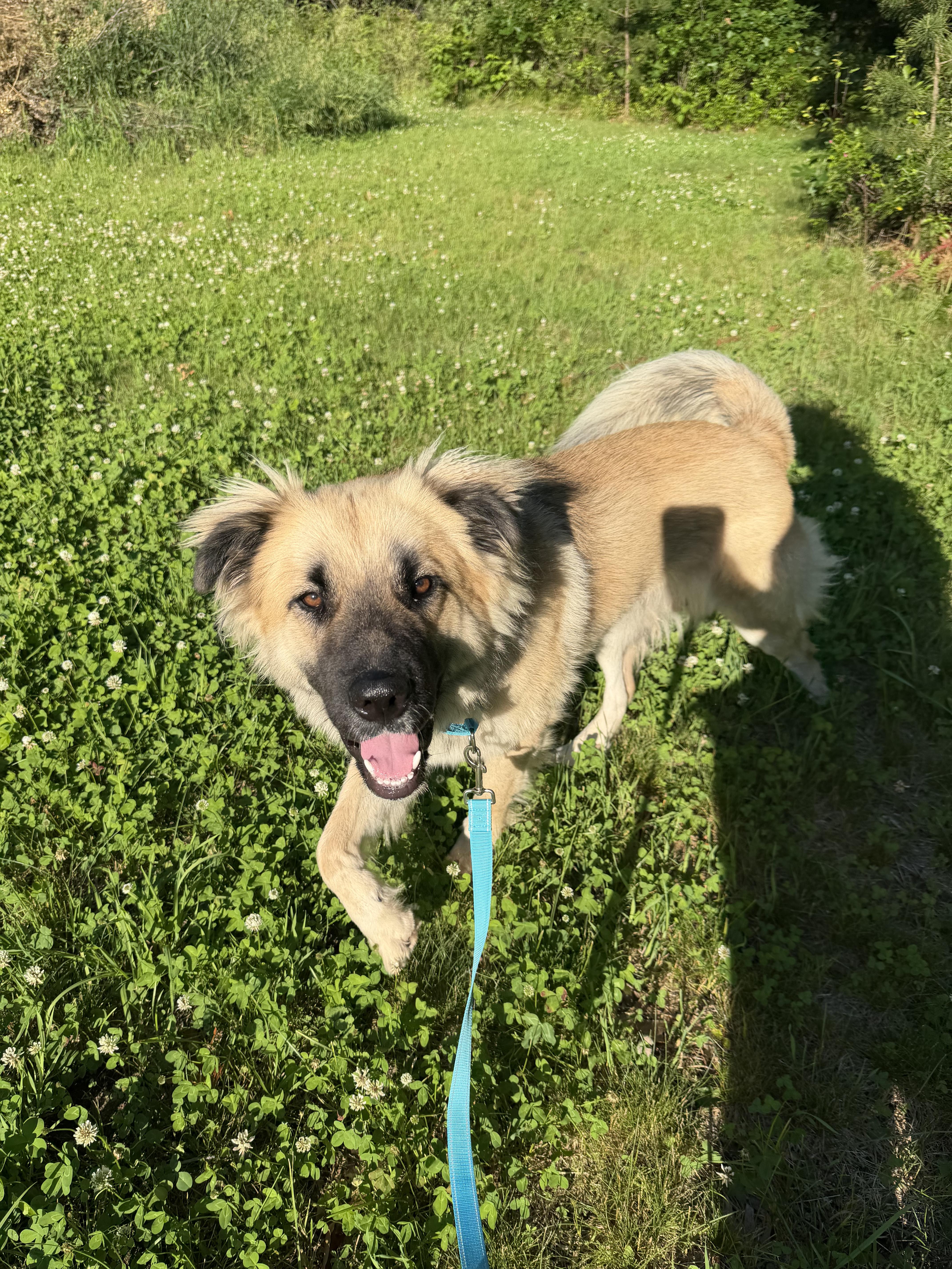 Sugar Bear (SPONSORED Adoption Fee), adopted, Young Male Anatolian Shepherd.