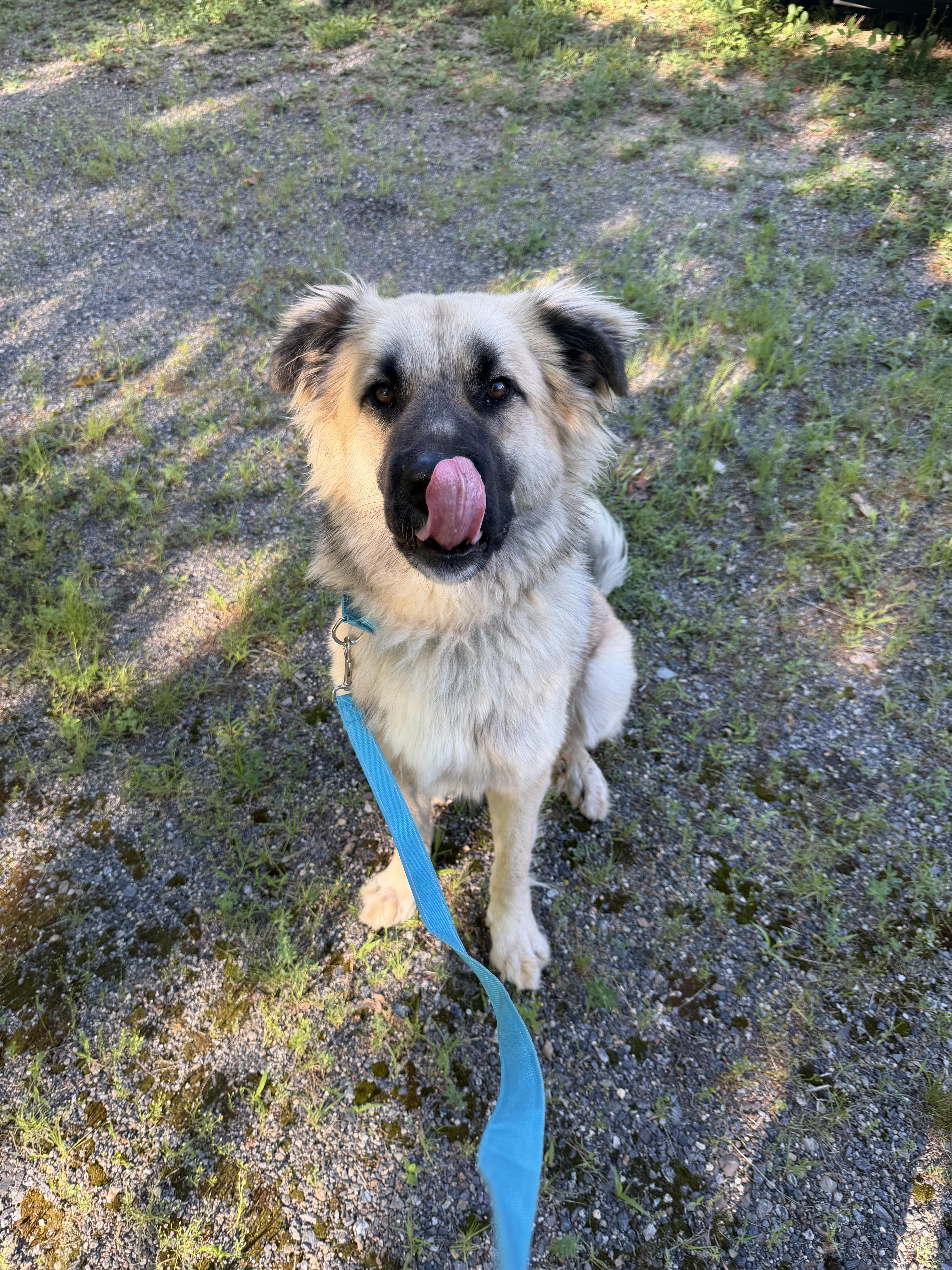 Enlarge Sugar Bear (SPONSORED Adoption Fee), an adopted mixed breed in Kennebunk , ME image 5/6