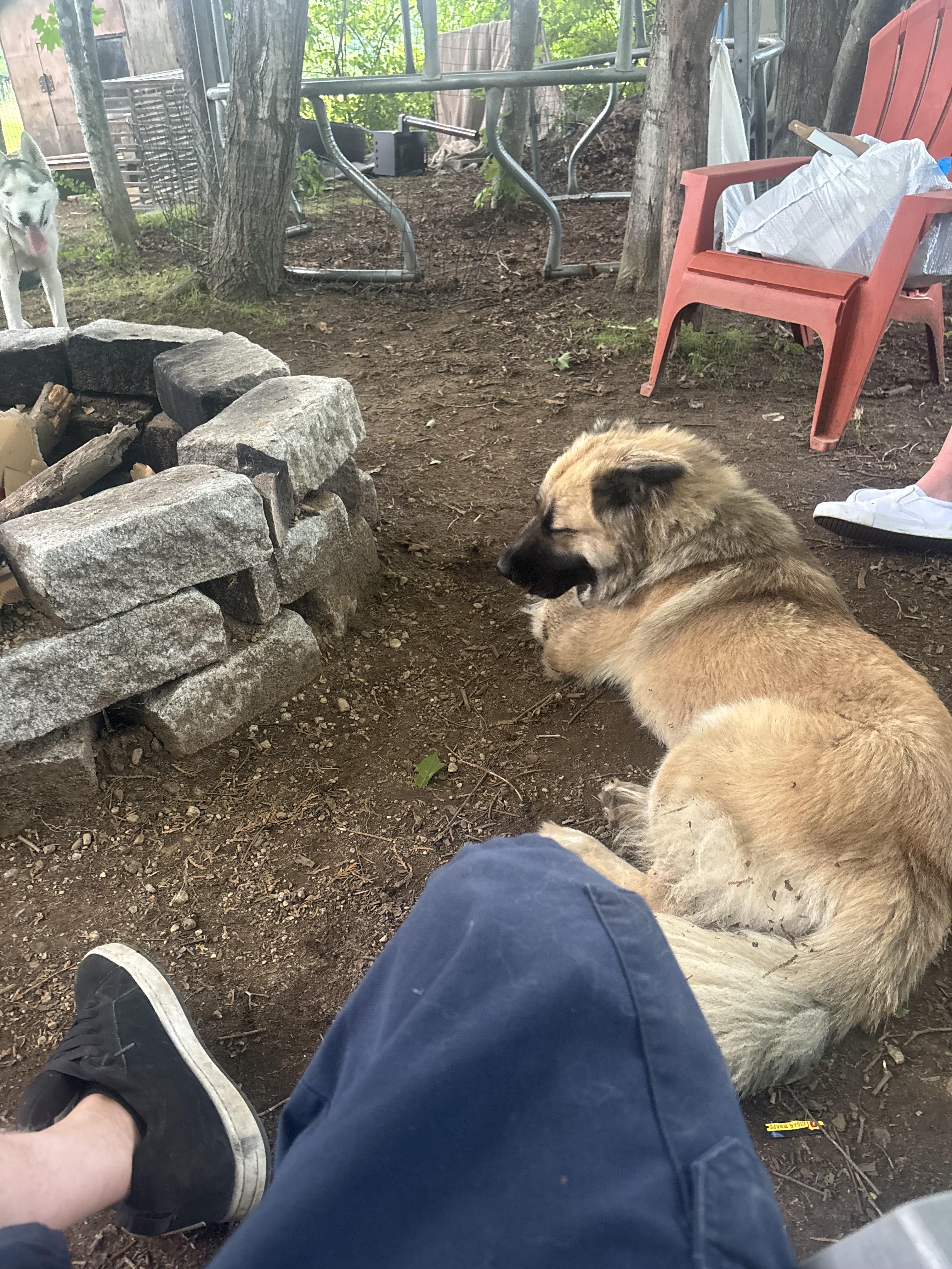 Enlarge Sugar Bear (SPONSORED Adoption Fee), an adopted mixed breed in Kennebunk , ME image 4/6