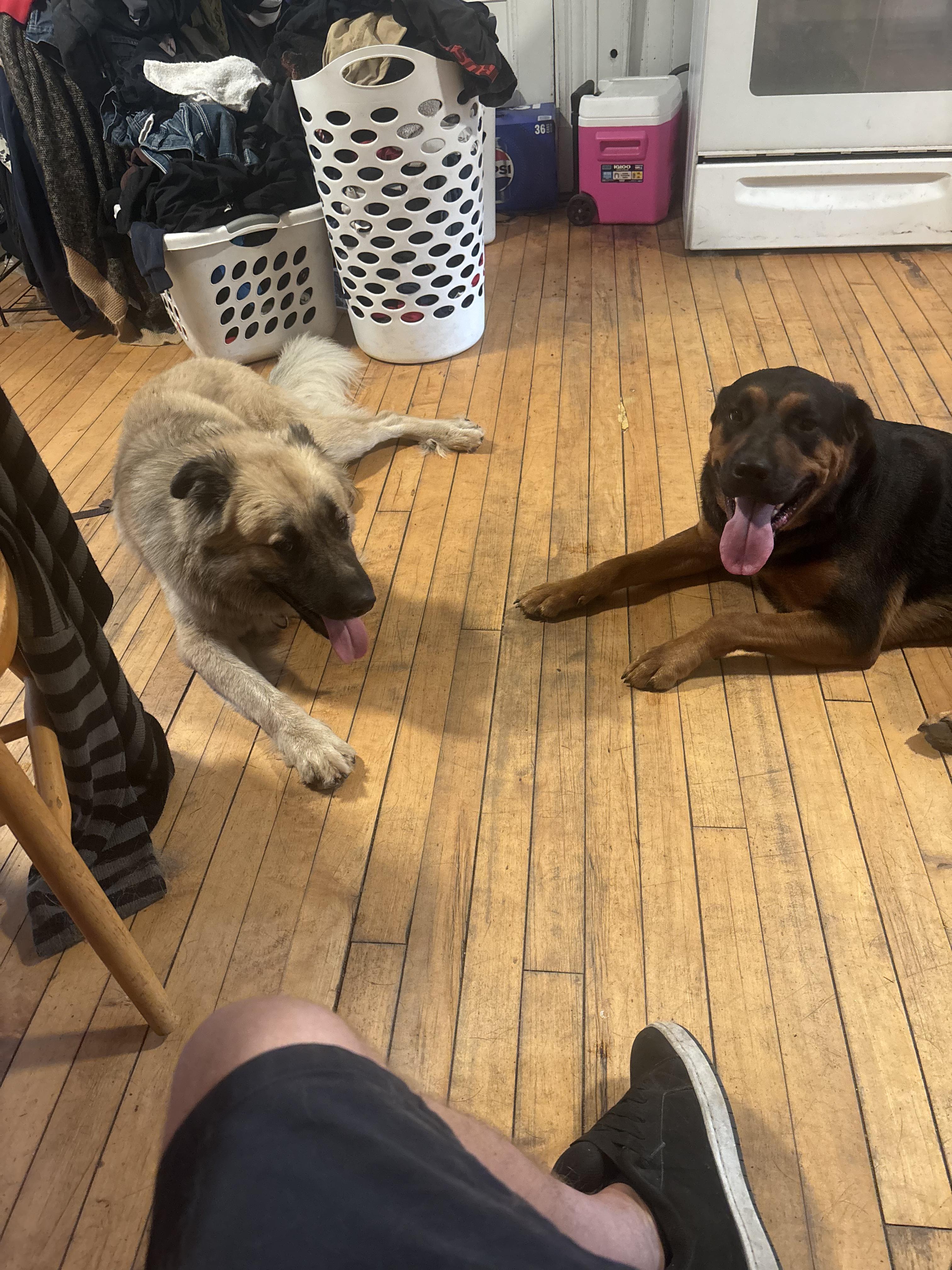 Enlarge Sugar Bear (SPONSORED Adoption Fee), an adopted mixed breed in Kennebunk , ME image 6/6