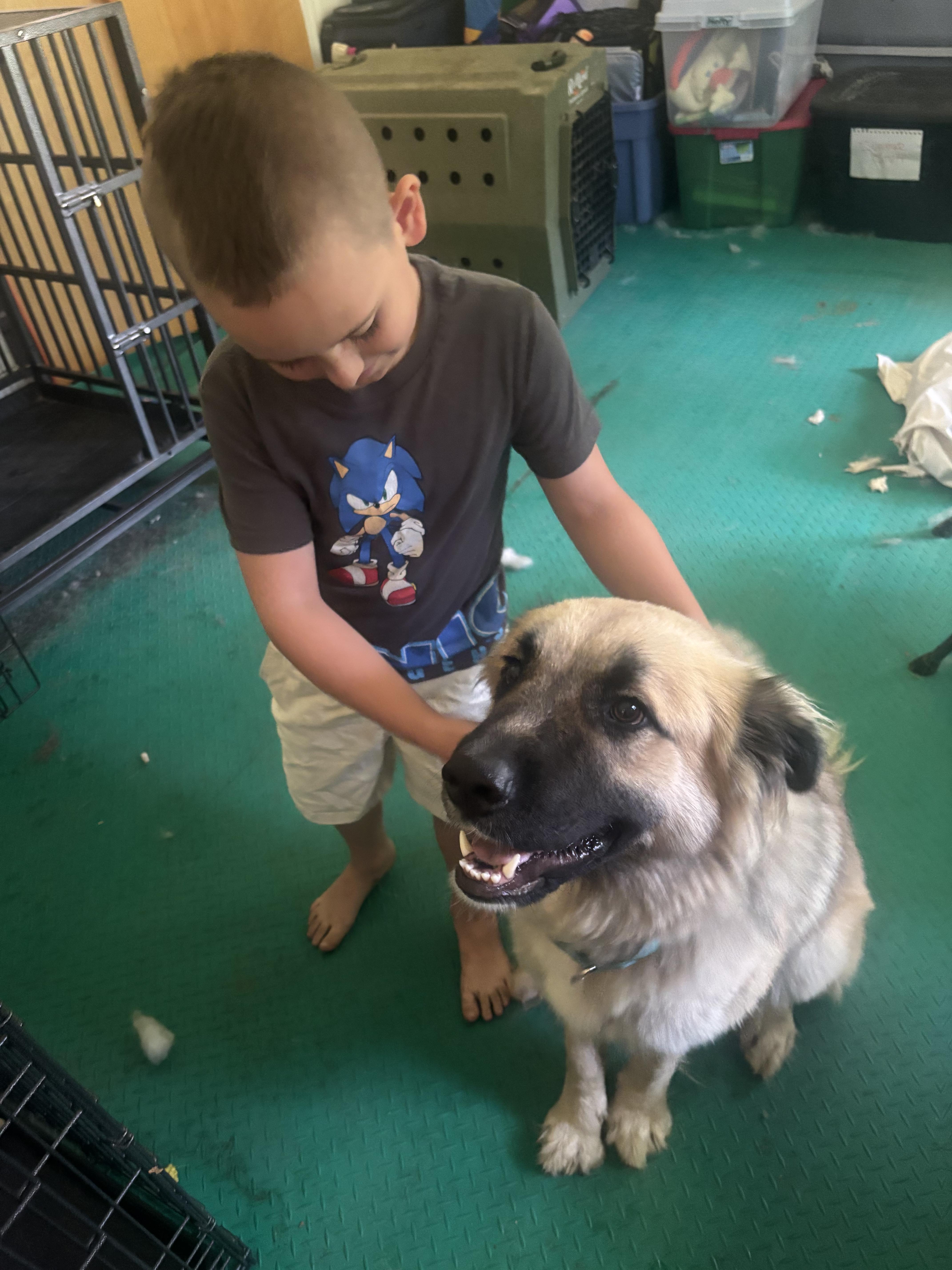 Enlarge Sugar Bear (SPONSORED Adoption Fee), an adopted mixed breed in Kennebunk , ME image 2/6