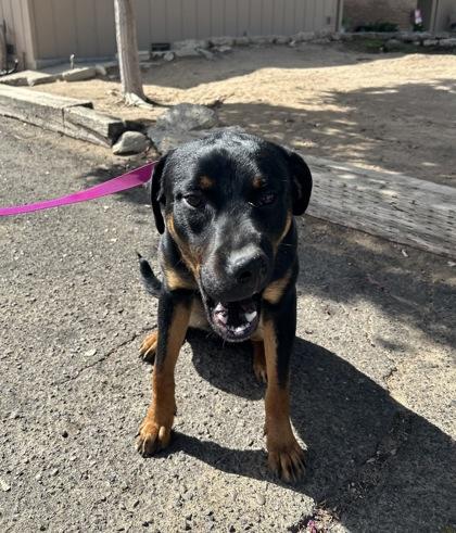 Enlarge Heath Burns, a Adoptable mixed breed in Fresno, CA image 1/1